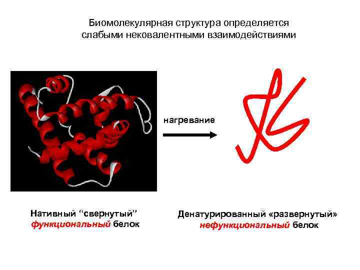 Биомолекулярная структура определяется слабыми нековалентными взаимодействиями нагревание Нативный “свернутый” функциональный белок Денатурированный «развернутый» нефункциональный