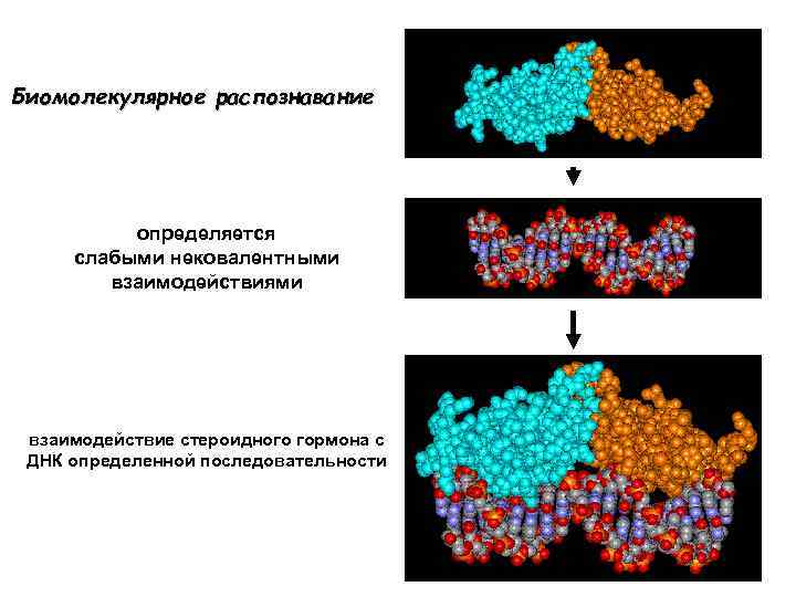 Биомолекулярное распознавание определяется слабыми нековалентными взаимодействиями взаимодействие стероидного гормона с ДНК определенной последовательности 