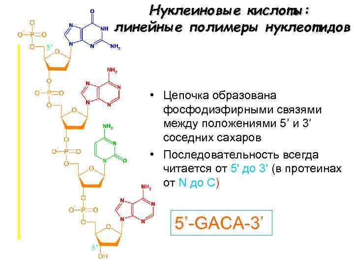 Нуклеиновые кислоты: линейные полимеры нуклеотидов 5’ • Цепочка образована фосфодиэфирными связями между положениями 5’