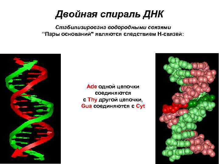 Двойная спираль ДНК Стабилизирована водородными связями “Пары оснований