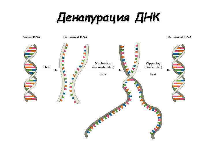 Денатурация ДНК 