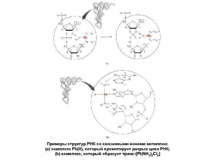 Pb Pb Pt Примеры структур РНК со связанными ионами металлов: (а) комплекс Pb(II), который