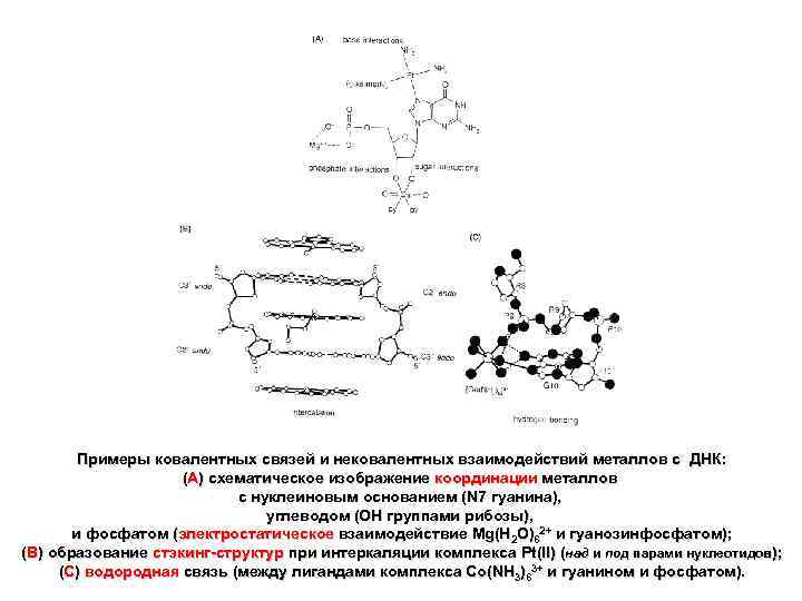 Примеры ковалентных связей и нековалентных взаимодействий металлов с ДНК: (А) схематическое изображение координации металлов