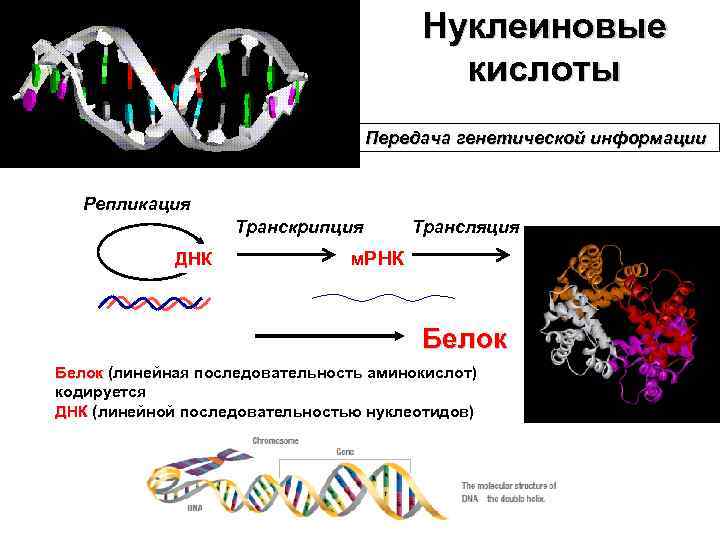 Генетическая передача