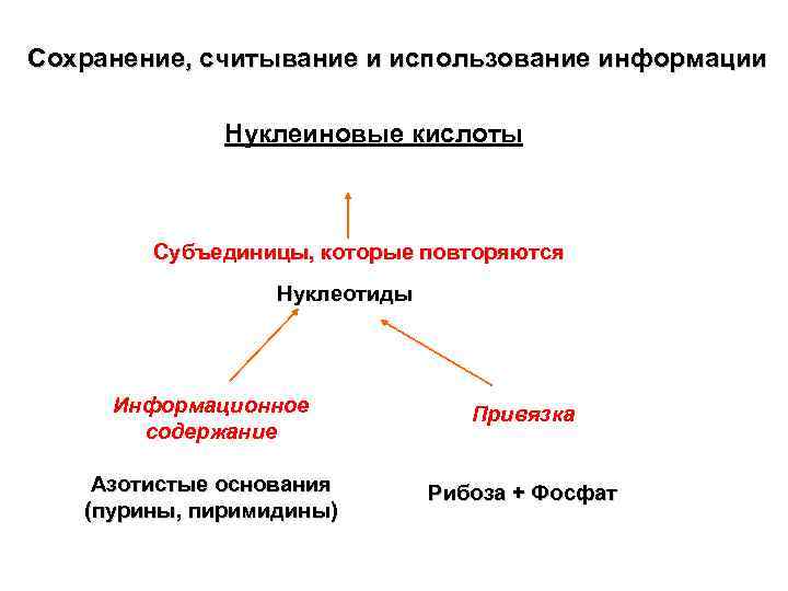 Сохранение, считывание и использование информации Нуклеиновые кислоты Субъединицы, которые повторяются Нуклеотиды Информационное содержание Привязка