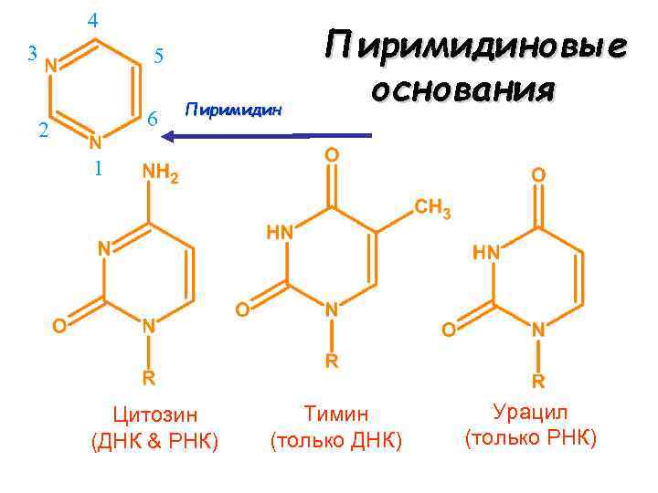 4 3 5 6 2 Пиримидиновые основания 1 Цитозин (ДНК & РНК) Тимин (только
