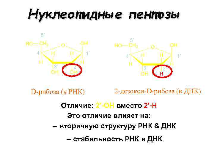 Нуклеотидные пентозы 5’ 5’ 4’ 1’ 3’ 2’ D-рибоза (в РНК) 1’ 4’ 3’