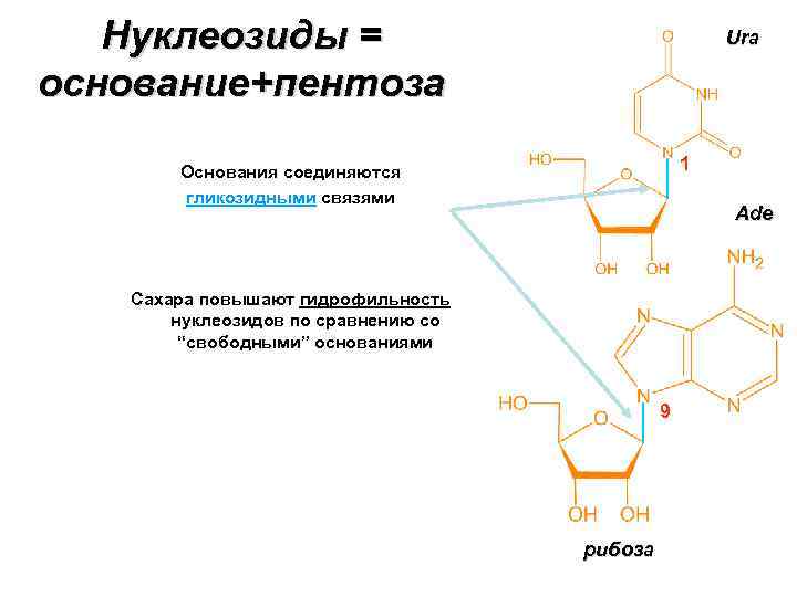 Нуклеозиды = основание+пентоза Ura 1 Основания соединяются гликозидными связями Ade Сахара повышают гидрофильность нуклеозидов