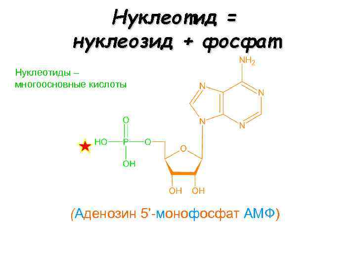 Нуклеотид = нуклеозид + фосфат Нуклеотиды – многоосновные кислоты (Aденозин 5’-мoнoфoсфат AMФ) 