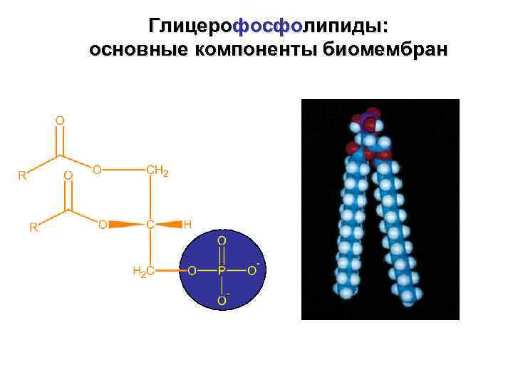 Глицерофосфолипиды: основные компоненты биомембран 