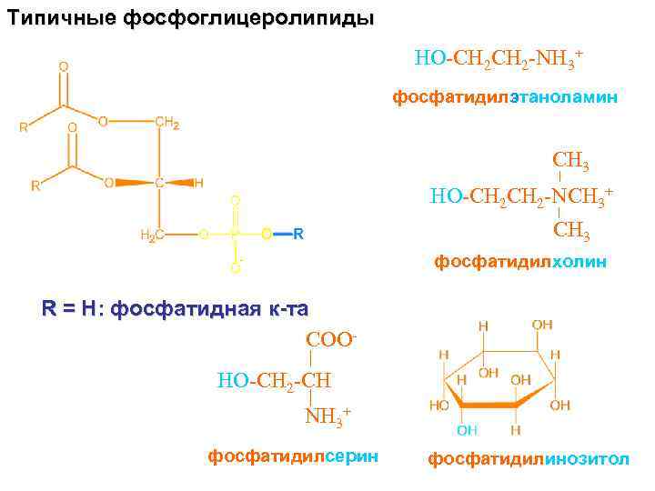 Типичные фосфоглицеролипиды HO-CH 2 -NH 3+ фосфатидилэтаноламин CH 3 HO-CH 2 -NCH 3+ CH