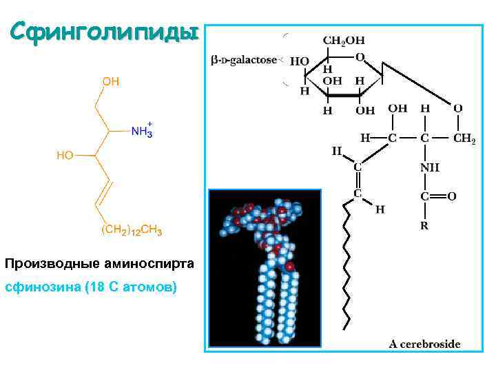 Сфинголипиды Производные аминоспирта сфинозина (18 С атомов) 