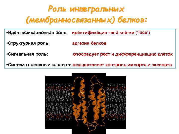 Роль интегральных (мембранносвязанных) белков: • Идентификационная роль: идентификация типа клетки (‘face’) • Структурная роль: