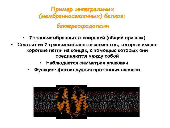 Пример интегральных (мембранносвязанных) белков: бактереофодопсин • 7 трансмембранных α-спиралей (общий признак) • Состоит из
