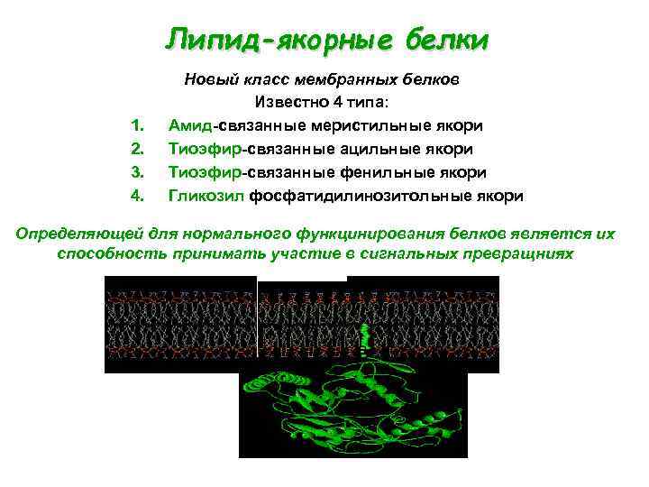 Липид-якорные белки 1. 2. 3. 4. Новый класс мембранных белков Известно 4 типа: Амид-связанные