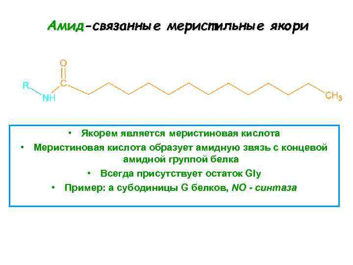 Амид-связанные меристильные якори • Якорем является меристиновая кислота • Меристиновая кислота образует амидную звязь