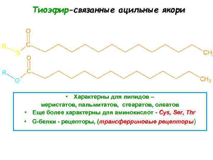 Тиоэфир-связанные ацильные якори • Характерны для липидов – меристатов, пальмитатов, стеаратов, олеатов • Еще