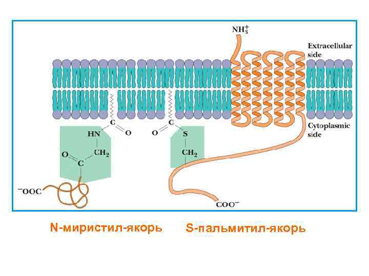 N-миристил-якорь S-пальмитил-якорь 