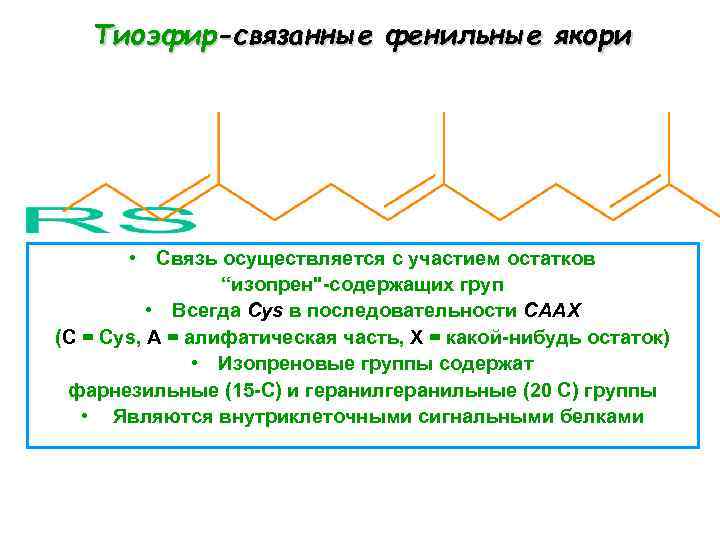 Тиоэфир-связанные фенильные якори • Связь осуществляется с участием остатков “изопрен"-содержащих груп • Всегда Cys