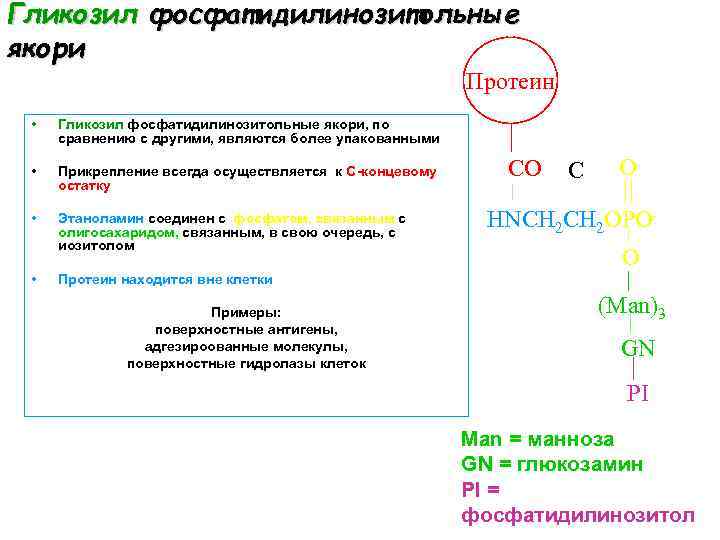 Гликозил фосфатидилинозитольные якори Протеин • Гликозил фосфатидилинозитольные якори, по сравнению с другими, являются более