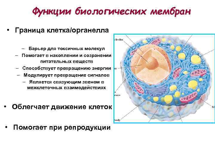 Функции биологических мембран клетки. Биологические мембраны клетки функции. Структура биологических мембран. Оболочка клетки строение и функции.