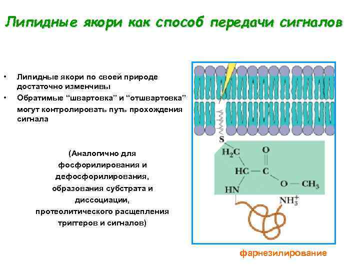 Липидные якори как способ передачи сигналов • • Липидные якори по своей природе достаточно