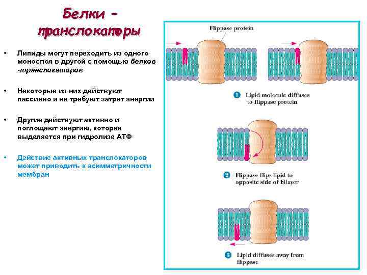 Белки – транслокаторы • Липиды могут переходить из одного монослоя в другой с помощью