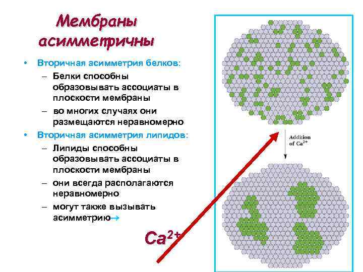 Мембраны асимметричны • • Вторичная асимметрия белков: – Белки способны образовывать ассоциаты в плоскости