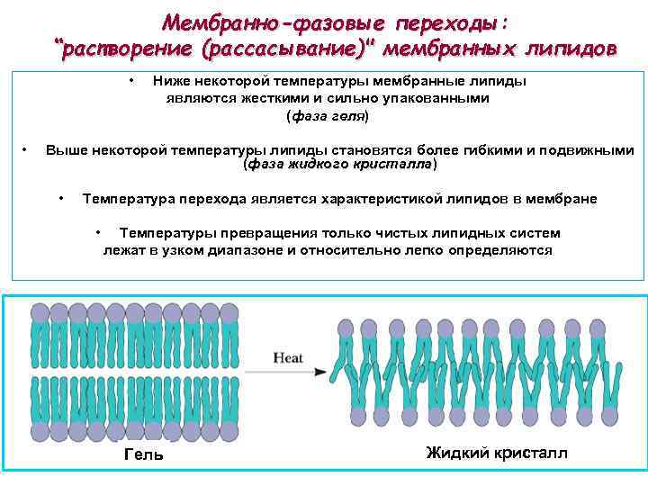 Мембранно-фазовые переходы: “растворение (рассасывание)" мембранных липидов • • Ниже некоторой температуры мембранные липиды являются