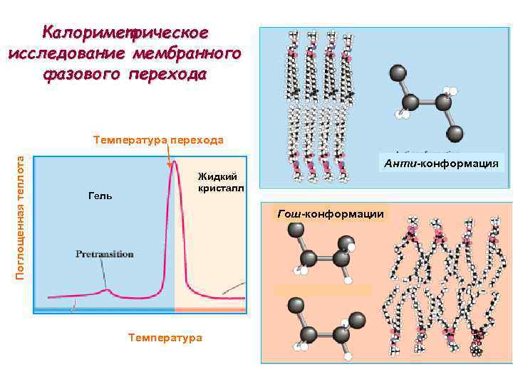 Калориметрическое исследование мембранного фазового перехода Поглощенная теплота Температура перехода Анти-конформация Гель Жидкий кристалл Гош-конформации