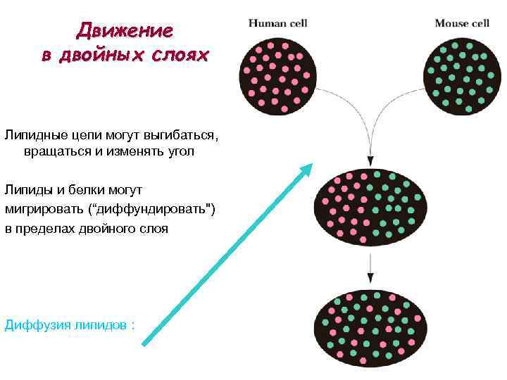 Движение в двойных слоях Липидные цепи могут выгибаться, вращаться и изменять угол Липиды и