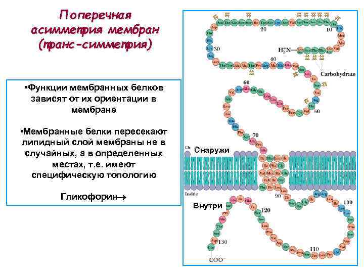 Поперечная асимметрия мембран (транс-симметрия) • Функции мембранных белков зависят от их ориентации в мембране