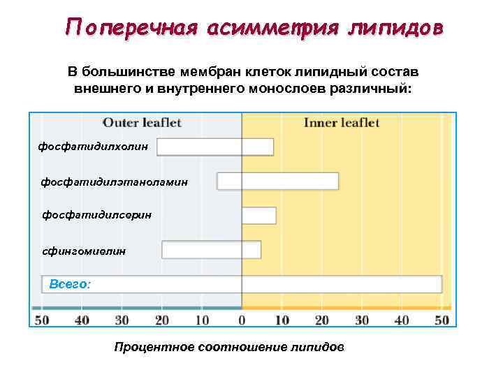 Поперечная асимметрия липидов В большинстве мембран клеток липидный состав внешнего и внутреннего монослоев различный: