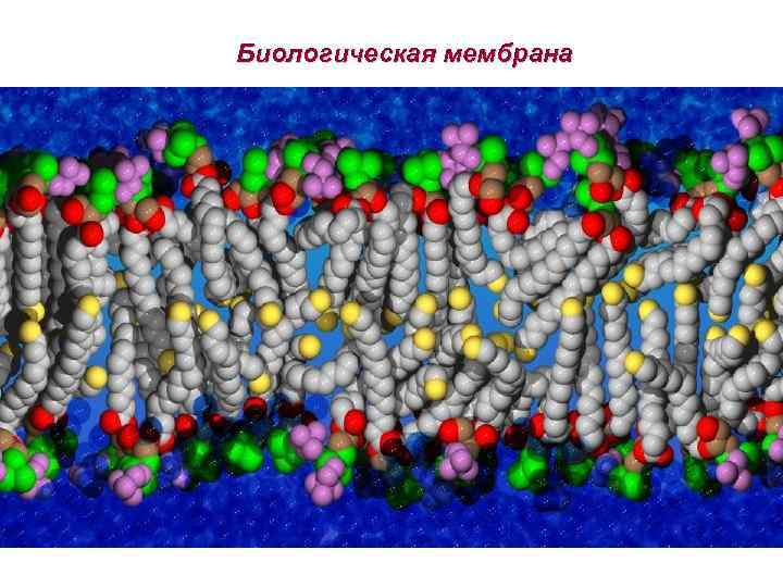 Биологическая мембрана 