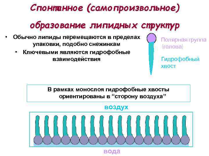 Спонтанное (самопроизвольное) образование липидных структур • Обычно липиды перемещаются в пределах упаковки, подобно снежинкам