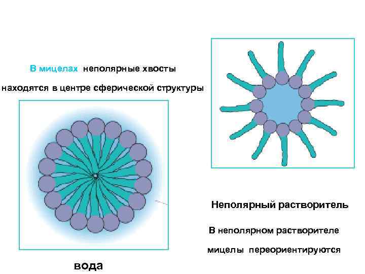 В мицелах неполярные хвосты находятся в центре сферической структуры Неполярный растворитель В неполярном растворителе