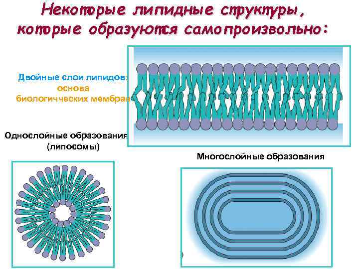 Некоторые липидные структуры, которые образуются самопроизвольно: Двойные слои липидов: основа биологичческих мембран Однослойные образования