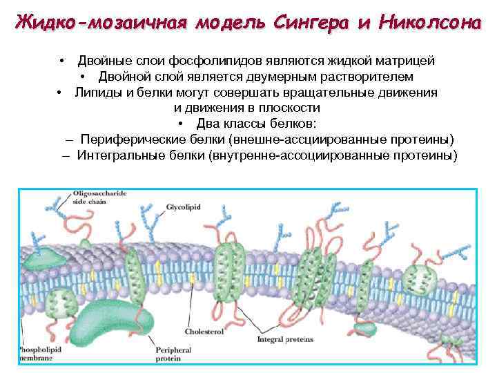 Жидко-мозаичная модель Сингера и Николсона • Двойные слои фосфолипидов являются жидкой матрицей • Двойной