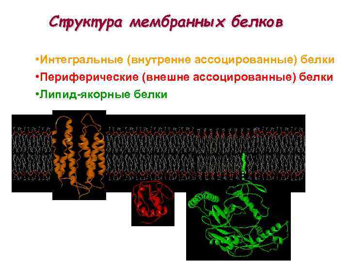 Структура мембранных белков • Интегральные (внутренне ассоцированные) белки • Периферические (внешне ассоцированные) белки •
