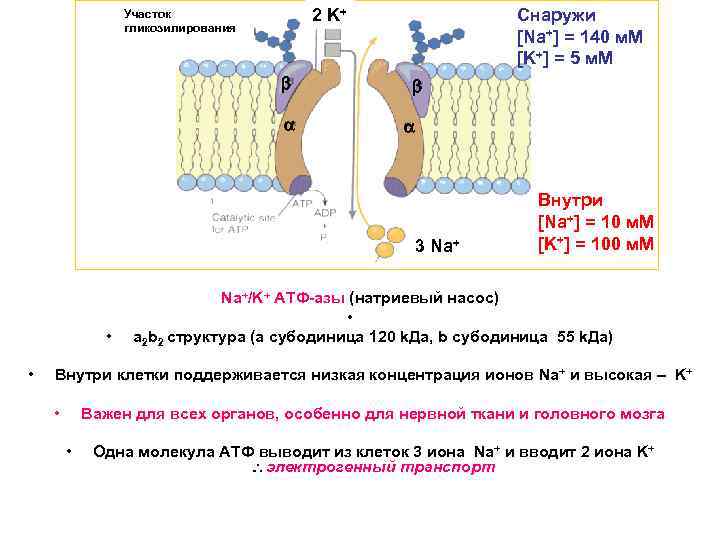 Снаружи [Na+] = 140 м. M [K+] = 5 м. M 2 K+ Участок