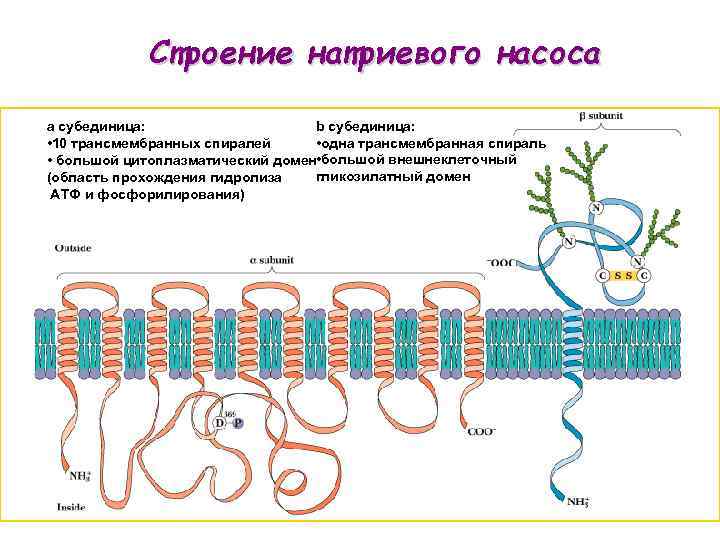 Строение натриевого насоса b субединица: a субединица: • одна трансмембранная спираль • 10 трансмембранных