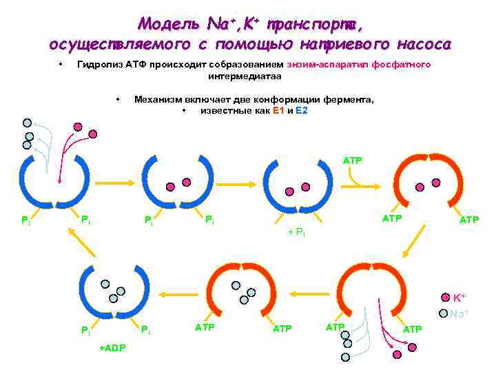 Модель Na+, K+ транспорта, осуществляемого с помощью натриевого насоса • Гидролиз АТФ происходит собразованием