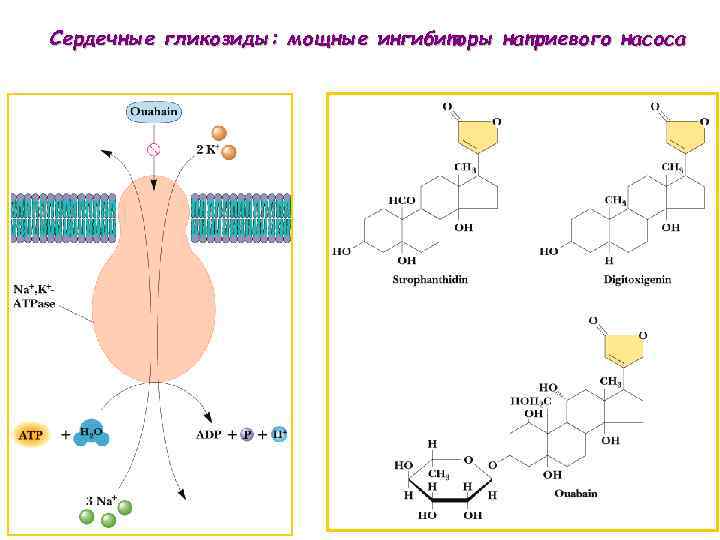 Сердечные гликозиды: мощные ингибиторы натриевого насоса 