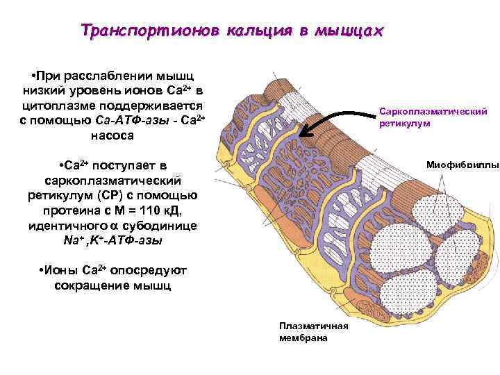 Роль кальция в сокращении. Роль кальция в мышечном сокращении. Роль кальция в сокращении мышц. Кальций в мышечном сокращении. Кальций в сокращении мышц.