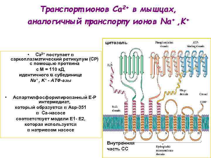 Транспорт ионов. Транспорт ионов в мышечных клетках. Ионы-k+,na+,ca2+. Системы активного транспорта ионов. Na+/k+ и na+/CA+ - насосы. CA И K роль в клетке.