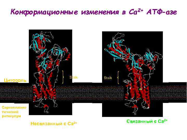 Конформационные изменения в Ca 2+ ATФ-азе Цитозоль Stalk Саркоплазмотический ретикулум Несвязанный с Ca 2+