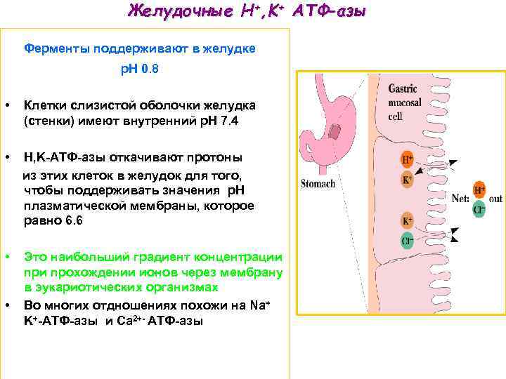 Желудочные H+, K+ ATФ-азы Ферменты поддерживают в желудке p. H 0. 8 • Клетки