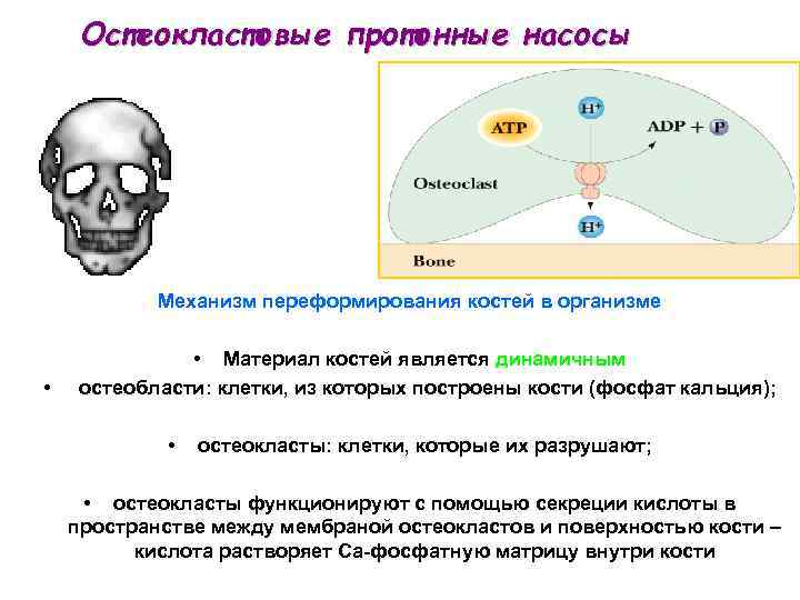Oстеокластовые протонные насосы Механизм переформирования костей в организме • • Материал костей является динамичным