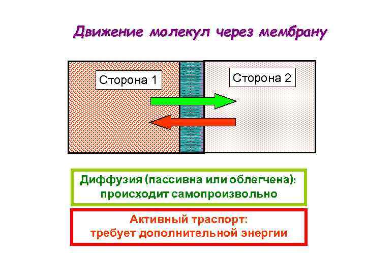 Движение молекул через мембрану Сторона 1 Сторона 2 Диффузия (пассивна или облегчена): происходит самопроизвольно