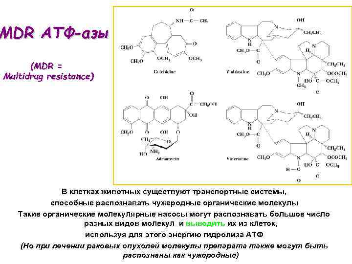 MDR ATФ-азы (MDR = Multidrug resistance) В клетках животных существуют транспортные системы, способные распознавать